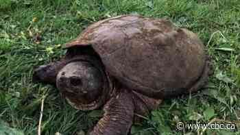 Grace the 100-year-old snapping turtle found dead after missing for a year