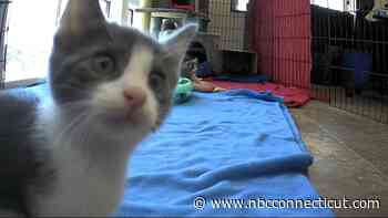 NBC Connecticut's Clear the Shelters Kitty Cam