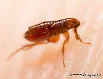 3 LA County Deaths Show Flea-Borne Typhus Is on the Rise