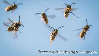 Immer weniger Wespen: Dafür breitet sich dieses Tier aus