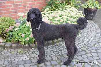 Jugendliche retten Königspudel in größter Not