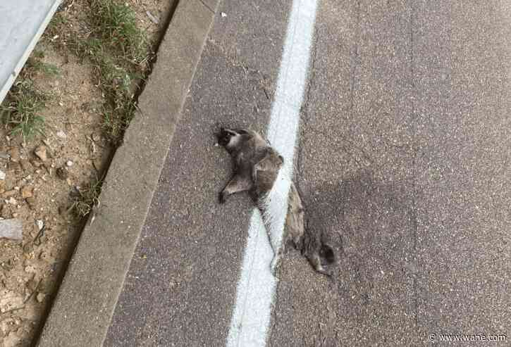 Stripe painted over dead raccoon on Memphis street