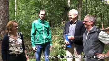 Wolfsburg will zeigen, wie man das Wasser im Wald hält