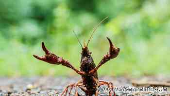 Invasive Krebsart verbreitet Krebspest in Südhessen