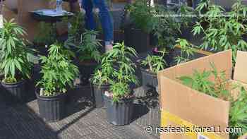 Faribault Police seize cannabis plants from local business