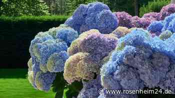 Hortensien im Garten: Unbedingt richtigen Standort auswählen