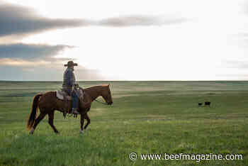 Sysco, Certified Angus Beef announce animal welfare, sustainability partnership