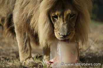 Greek zoo serves up frozen meals to animals to help them beat the heat