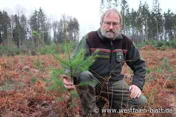 Aufforstung auch in Werther kämpft mit Problemen - doch es gibt Lichtblicke