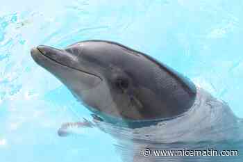 Un bébé dauphin devrait pointer le bout de son nez à Marineland, au printemps 2024