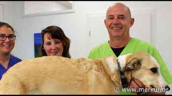 Hundehalter aufgepasst: Fuchsräude befällt immer mehr Haustiere - Experte gibt Tipps