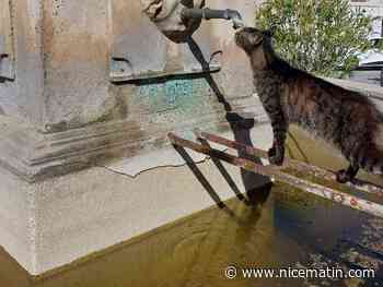 Dans le golfe de Saint-Tropez, des animaux de compagnie présentent des symptômes d'empoisonnement