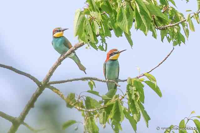 Ooievaar is langsgeweest bij Wommelgemse bijeneters: jongen kunnen elk moment uitvliegen