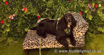 Beverley pooch pool party will feature 'pawty bags and Pawsecco'