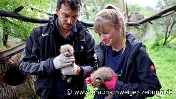 Erste Nachzucht Roter Pandas im Karlsruher Zoo