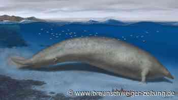 Rekordfund: Urzeit-Wal schwerstes Tier aller Zeiten?