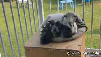 Ziege hütet Katzenbabys, wenn Mama unterwegs ist – „Er liebt sie wie seine eigenen Kinder“