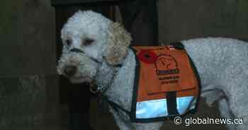 Quill, the first service dog recognized in the Alberta legislature, dies