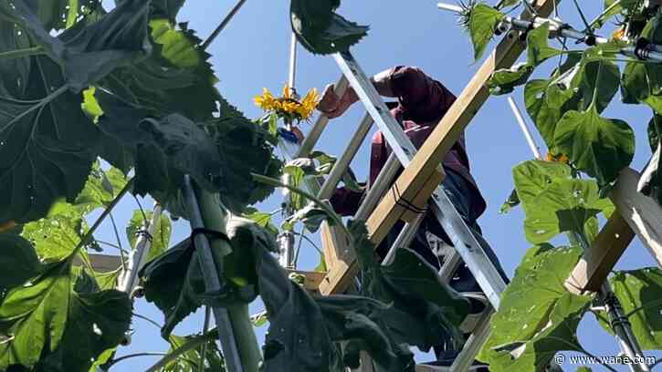 Fort Wayne gardener breaks own sunflower record