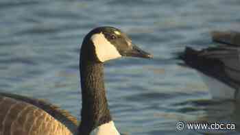 Winnipeg man, 23, charged with shooting geese at St. Vital Park: province