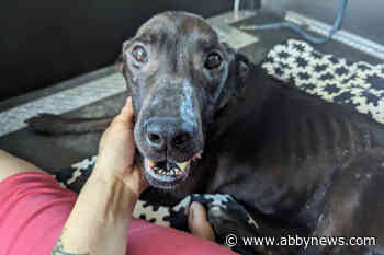 Fish the fighter: Emaciated Labrador found in rural North Okanagan