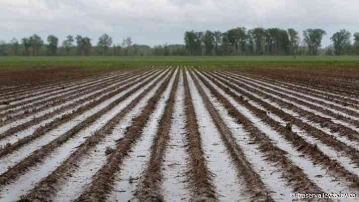 Quebec farmers seek help from government as crops devastated by heavy rains