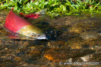 Uzelman: Deficient regulation and enforcement devastate B.C. watersheds