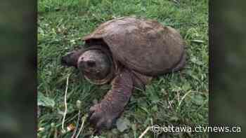 Remains of century-old snapping turtle missing for a year found in Haliburton Highlands