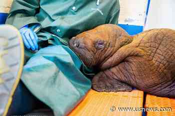 'Cuddling' Is Just What the Doctor Ordered for a 200-Pound Walrus Calf Rescued This Week in Alaska