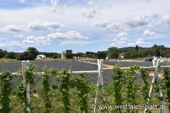 LGS: Corvey hat Hopfen-Geschichte geschrieben