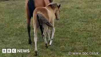 Plea to New Forest visitors after foal injured by metal flask