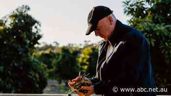 Leading chef calls on Aussies to buy locally grown olives as a 'fresher and better' option