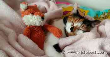 Lost cat reunited with family 18 months after disappearance