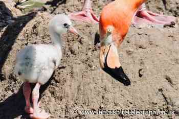 4 flamingo chicks set a new record at Blackpool Zoo