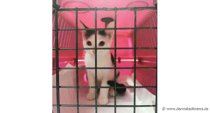 Groß-Umstadt: „Einbrecher“ auf vier Pfoten