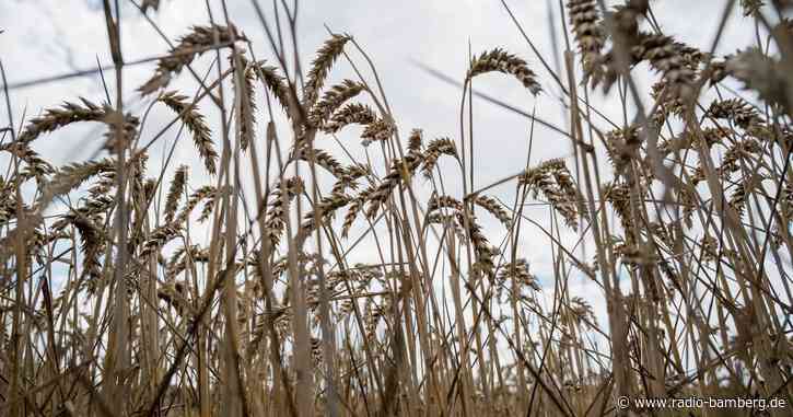 Regen bremst Getreideernte aus: Qualität leidet