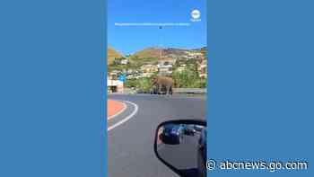 WATCH:  Motorists amused as elephant says goodbye to the circus