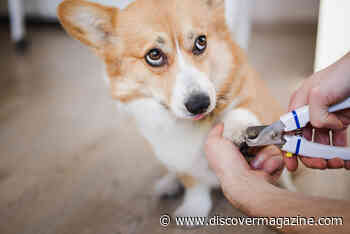 How to Trim Your Dog's Nails: Everything You Need to Know