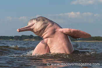 How Eavesdropping on Clicks and Squeaks Helps Monitor Endangered Dolphins