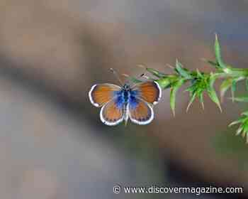 How the Smallest Butterfly in North America Travels Using Gusts of Wind