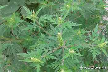 Allergie-Alarm durch Ambrosie