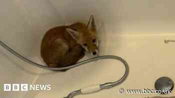 Fox cub rescued after being found in a bath