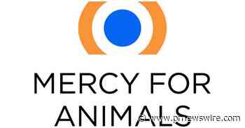 New Mercy For Animals undercover investigation exposes horrific, cruel extreme confinement of pigs at U.S. farm