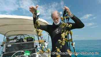 Kältetherapie für bedrohte Korallenriffe vor der Küste Floridas