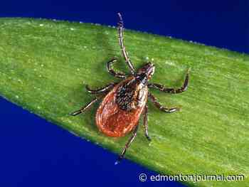 Alberta wildfires potentially pushing ticks to large city centres, says researcher
