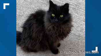 Coors Field cat getting new home