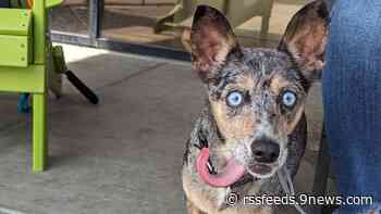 How to adopt a new pet to ‘Clear the Shelters’ this month