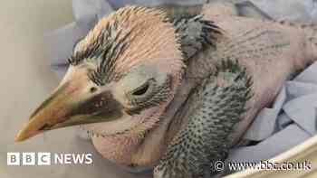 Bristol Zoo Project: Threatened birds successfully hatch