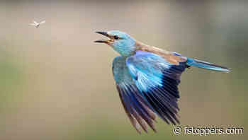 How Thinking About Camera Height Can Improve Your Wildlife Photos