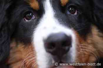 Wer haftet, wenn ein Hund einen Unfall verursacht?